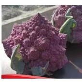 紫色宝塔菜种子   2克装