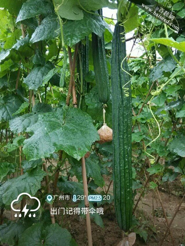 广东粤蔬 雅绿八号丝瓜种子 广东农科院选育 华南地区夏季唯一可种植丝瓜品种 丝瓜种子 15克装