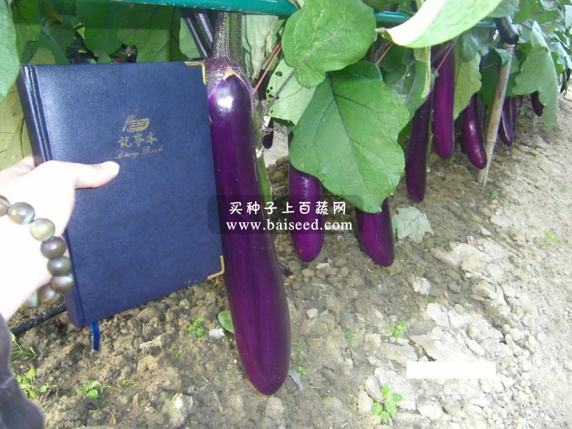 广州金旺 旺丰二号种子 中早熟 亩产可达4000公斤 茄子种子 10克装