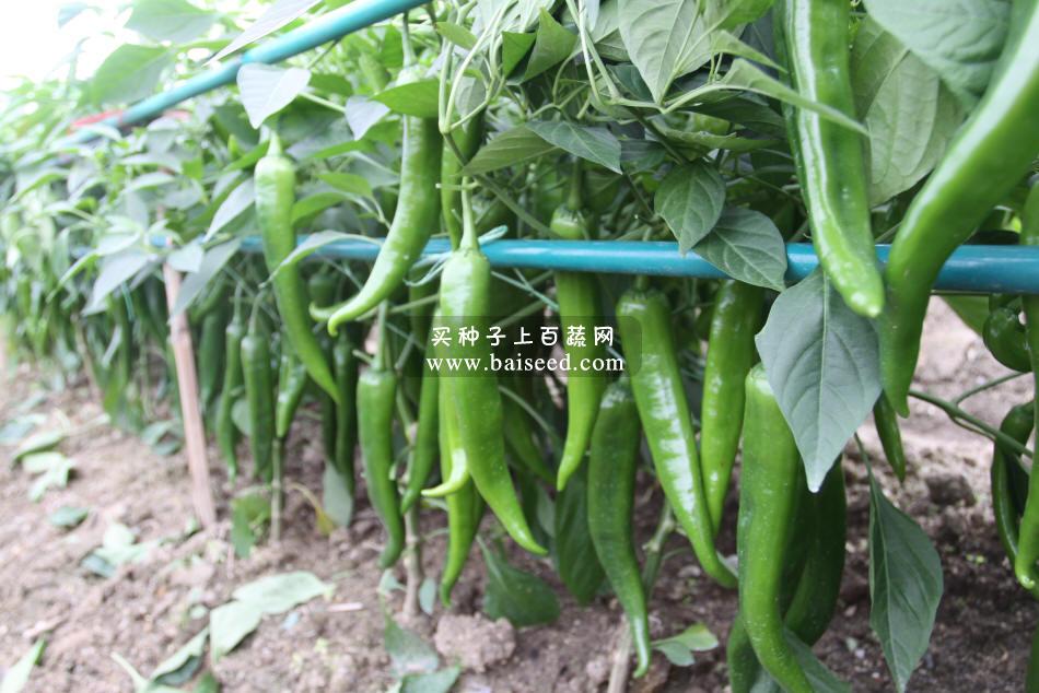 广州金旺 尖椒王种子 中早熟 耐热 耐湿 高产达6000公斤 尖椒种子 5克