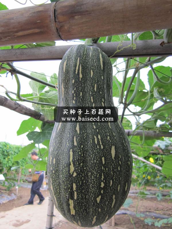 广州卓艺 蜜本南瓜种子 农科院老专家选育  中熟强烈推荐 南瓜种子 40克罐装