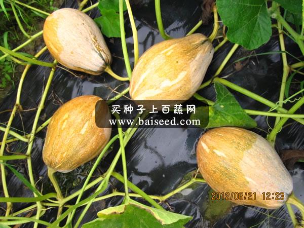 广州卓艺 蜜香小南瓜种子  农科院老专家选育 果实22-25厘米 南瓜种子 10克装