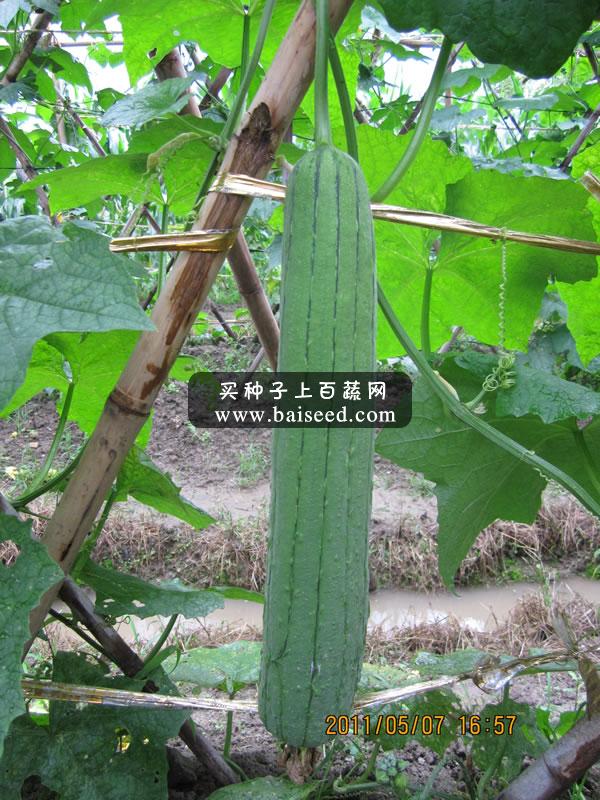 广州卓艺 丰优二号中度水瓜种子 耐热 耐湿 亩产3500公斤 水瓜种子 10克装