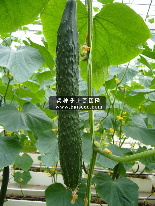 广州卓艺 绿丽青瓜种子 农科院老专家选育  获奖品种  耐低温 青瓜种子 10克装