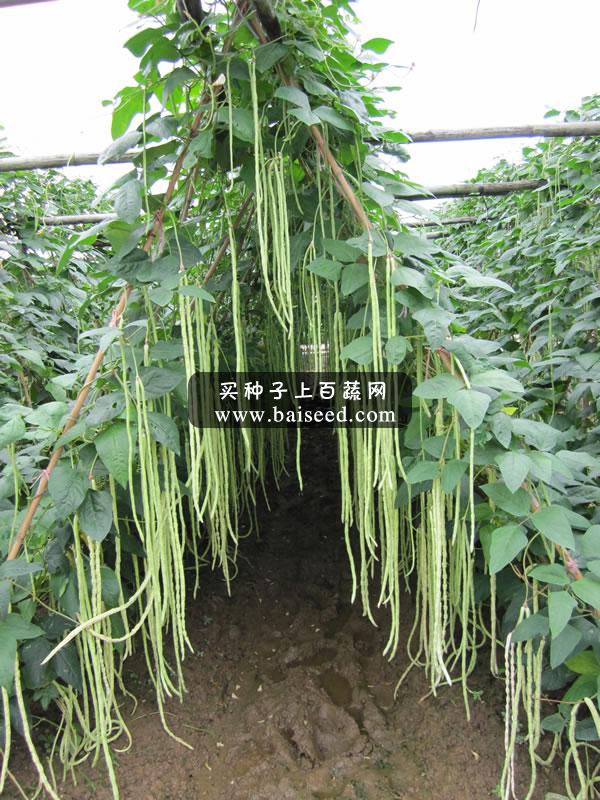 广州卓艺 白籽油白豆角种子 小籽 丰产 抗病 商品率高 豆角种子 200克装