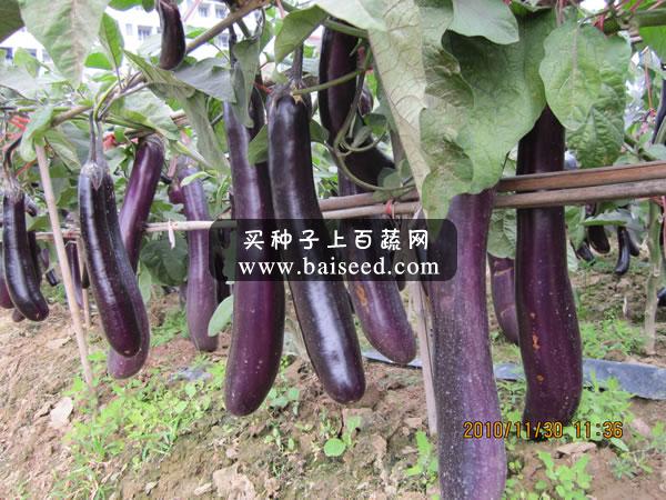 广州卓艺 一号紫红长茄种子 农科院老专家选育 早熟 深紫红色 茄子种子 5克装