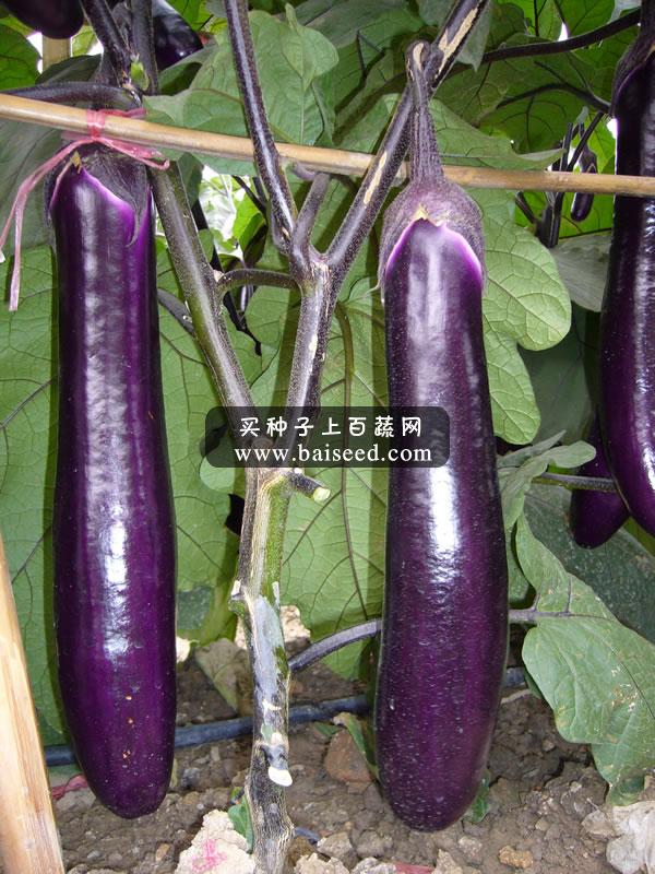 广州卓艺 一号紫红长茄种子 农科院老专家选育 早熟 深紫红色 茄子种子 5克装