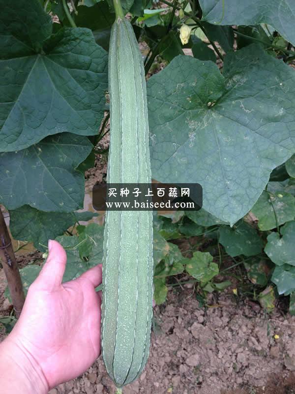 广州阳兴 万家丰大肉丝瓜种子 大花点 瓜长40cm 抗病性好 热销品种 丝瓜种子 10克装