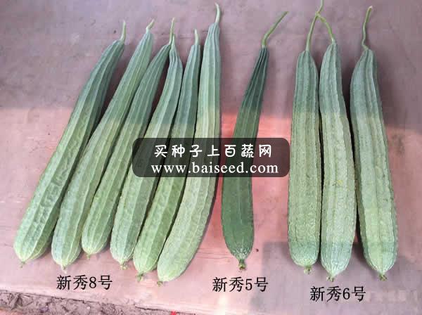 广州阳兴 新秀8号丝瓜种子 瓜长45-50cm 坐果性相当强 产量高 丝瓜种子 10克装