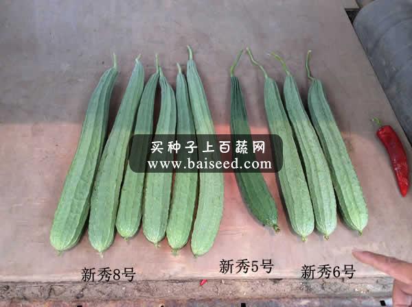 广州阳兴 新秀8号丝瓜种子 瓜长45-50cm 坐果性相当强 产量高 丝瓜种子 10克装