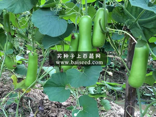 广州阳兴 新秀蒲瓜种子 新品种 特早熟 抗性好 品质优 蒲瓜种子 10克装