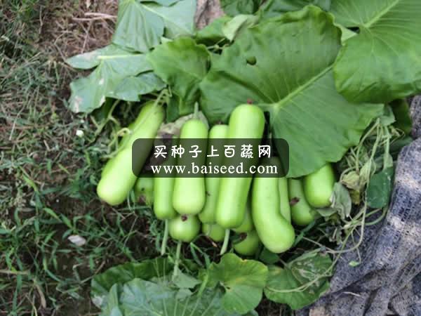 广州阳兴 新秀蒲瓜种子 新品种 特早熟 抗性好 品质优 蒲瓜种子 10克装
