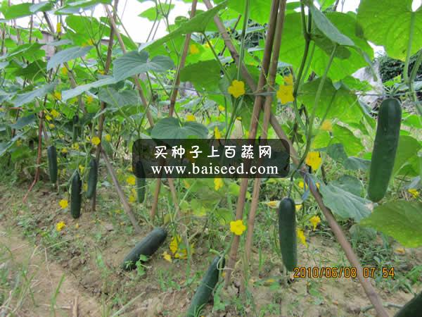 广州卓艺 新万吉青瓜种子 农科院老专家选育 质优 出口首选 青瓜种子 20克装