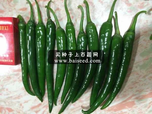 广州阳兴 东阳红星尖椒种子 抗病 高产 商品性好 尖椒种子 5克装