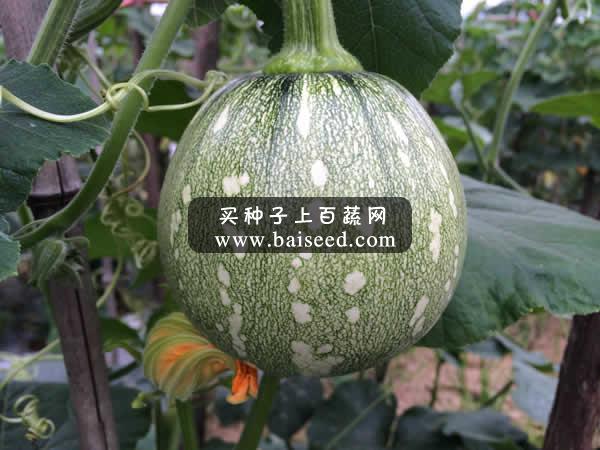 广州阳兴 秀田四号嫩早小南瓜种子 最新育成 高抗病 高产 小南瓜种子 40克罐装