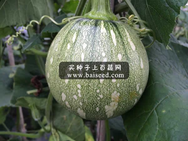 广州阳兴 秀田四号嫩早小南瓜种子 最新育成 高抗病 高产 小南瓜种子 40克罐装