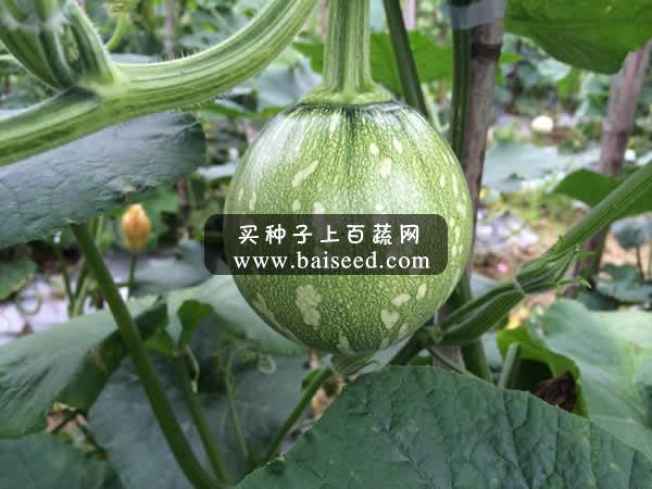广州阳兴 早丰二号嫩早小南瓜种子 品质好 耐低温 抗性强 适应性广 小南瓜种子 10克装