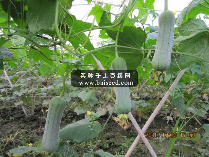 广州卓艺 丰优三号水瓜种子 耐热 耐湿 瓜长16-21厘米 水瓜种子 10克装