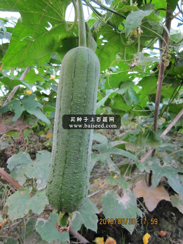 广州卓艺 丰优三号水瓜种子 耐热 耐湿 瓜长16-21厘米 水瓜种子 10克装