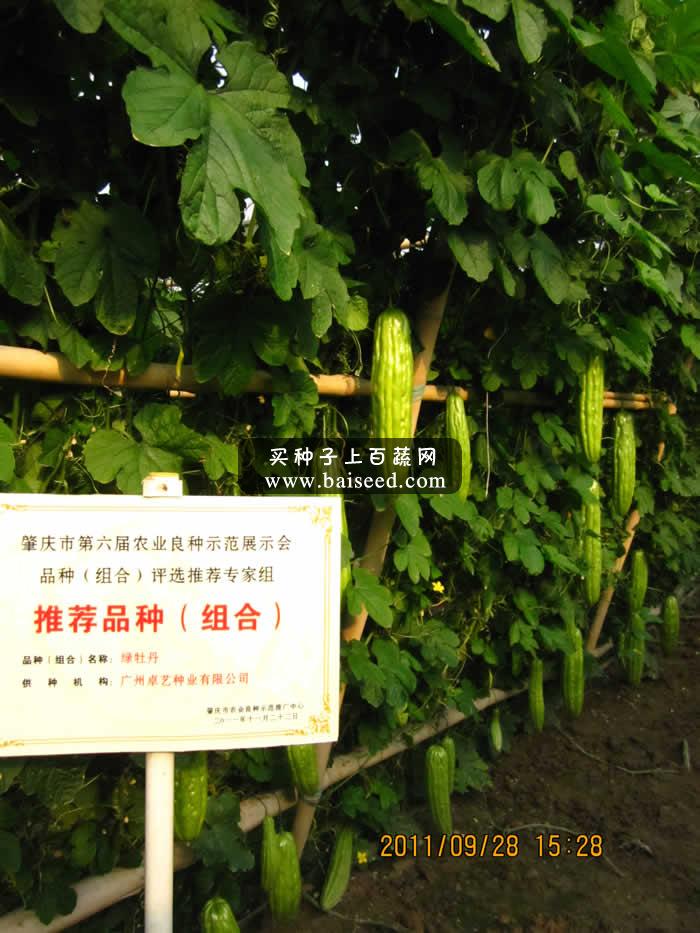广州卓艺 绿牡丹苦瓜种子 早熟 高产 抗病大肉苦瓜 苦瓜种子 20克装