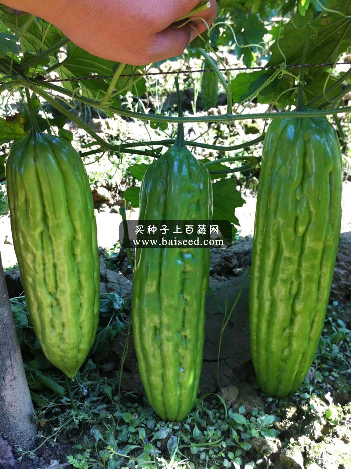 广州阳兴 金秀苦瓜种子 中后期产量特高 东北地区首选苦瓜品种 苦瓜种子 10克装