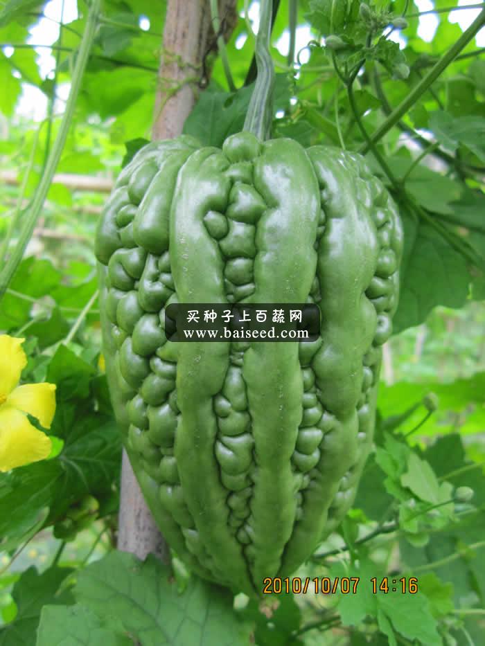 广州卓艺 农家乐八号大顶苦瓜种子 特早熟 肉厚 皮色浓绿有光泽 瓜长15厘米 苦瓜种子 20克装
