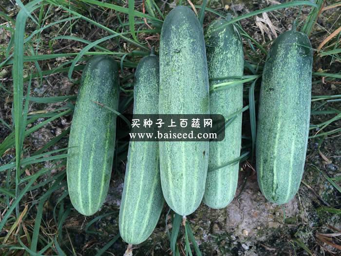 广州阳兴 翡翠水果吊瓜 泰国进口种 极为抗病 瓜条浅绿色22cm 吊瓜种子 10克装