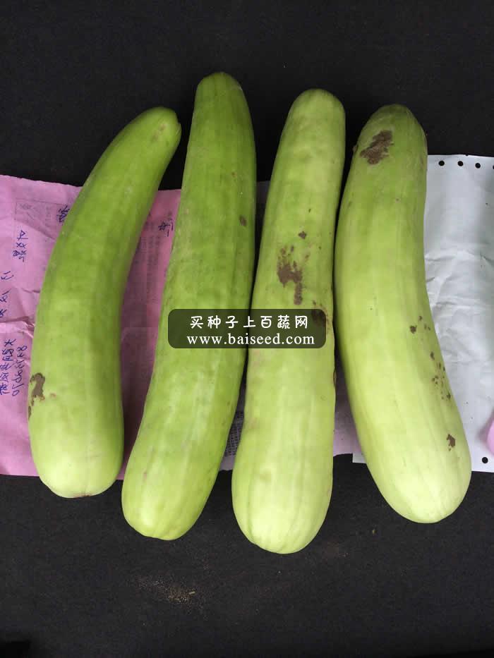 广州阳兴 万家丰白瓜种子 耐热耐雨水 亩产达5000斤 白瓜种子 15克装