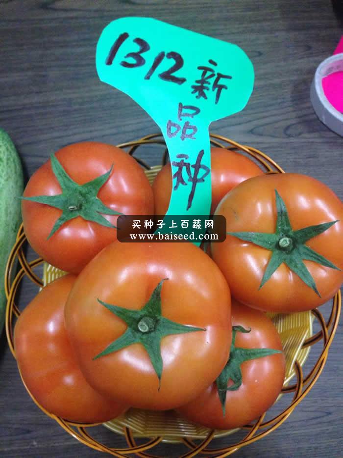 广州阳兴 万家丰番茄种子 无裂果 质地硬度高 耐贮藏 番茄种子 5克装