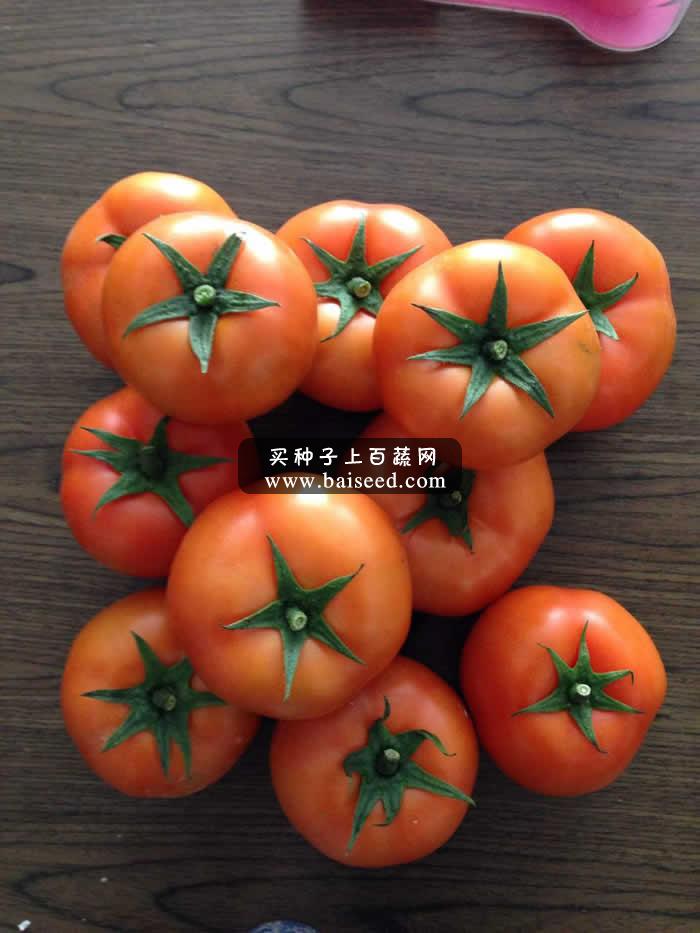 广州阳兴 亿农发高档石头番茄种子(1000粒装)/极为耐裂果耐烂果石头番茄类型/无限生长/亩产可达10000公斤