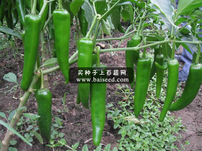 广州阳兴 天下椒霸338种子 大果青绿 挂果多 亩产可达7000公斤 辣椒种子 5克装