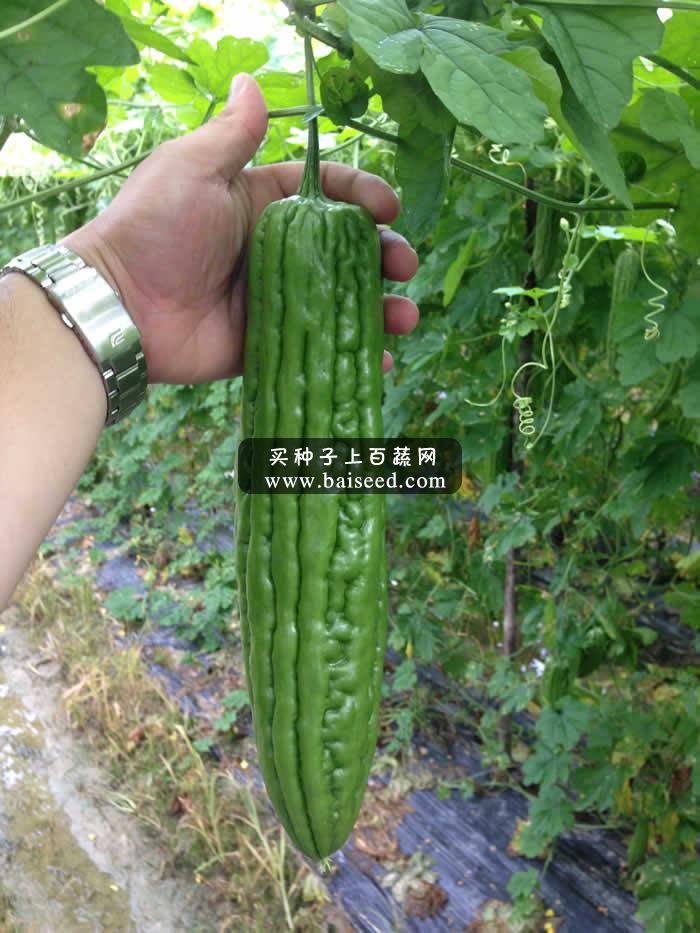 广州阳兴 农夫苦瓜种子  早熟 多瓜 抗病 亩产达5000公斤 苦瓜种子 20克装