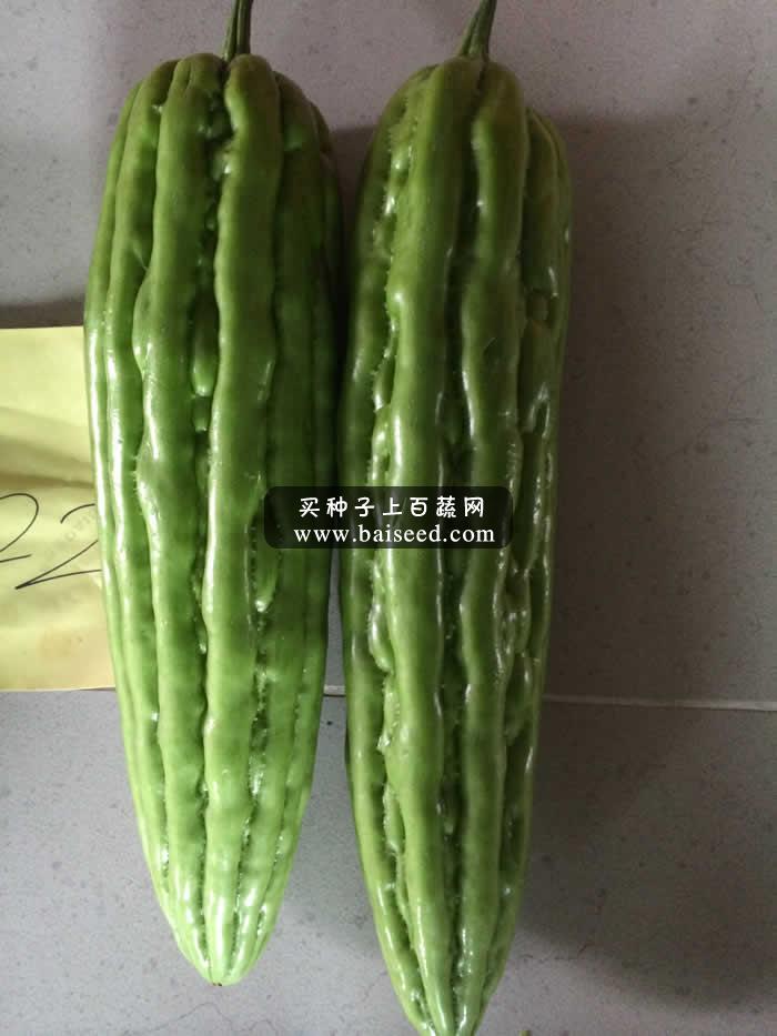 广州阳兴 双赢早苦瓜种子  极早熟 耐寒 产量高 种子 苦瓜20克装