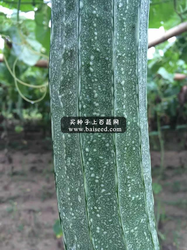 广州阳兴 万家丰大肉丝瓜种子 大花点 瓜长40cm 抗病性好 热销品种 丝瓜种子 10克装