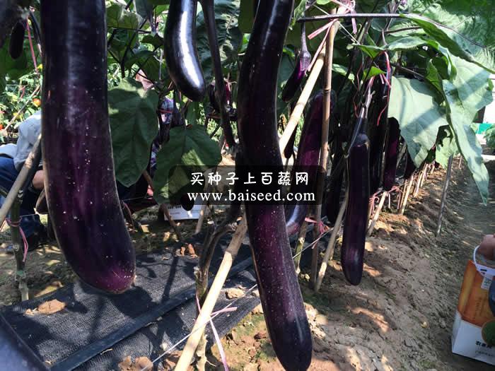 广州农达 长丰三号紫红茄种子 夏季种植颜色不变白 最畅销茄子品种 茄子种子 5克装