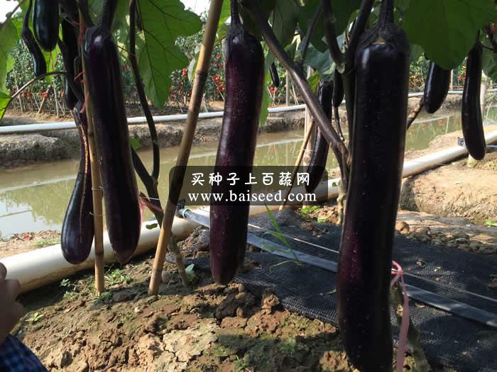 广州农达 308紫红长茄种子 最新育成优良品种 夏季种植不变白 中晚熟 茄子种子 5克装
