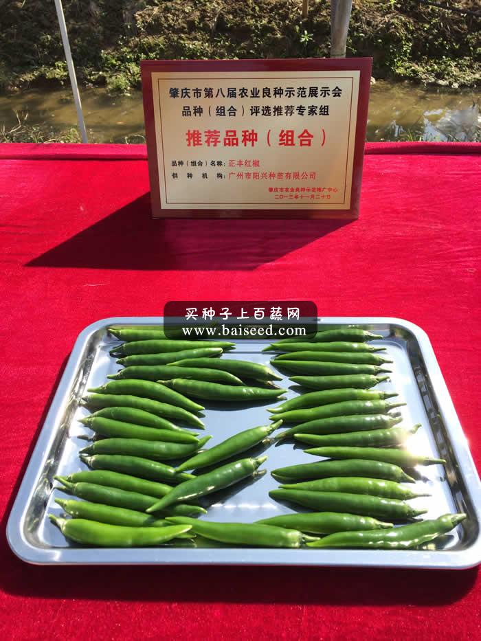 广州阳兴 正丰红椒种子 青红两用抗病厚肉红椒 种植容易 产量特高 辣椒种子 5克装