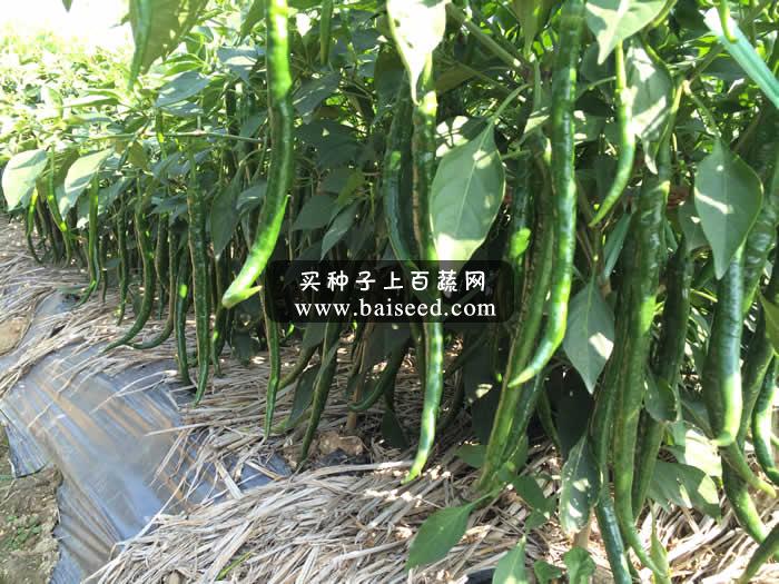 广州阳兴 青帝香辣线椒种子 粗直型深绿线椒系列 线椒种子 5克装