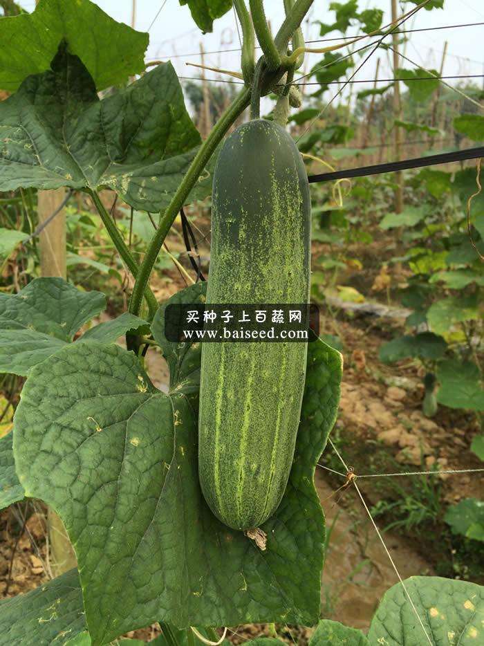 广州阳兴 夏宝水果吊瓜 瓜长22厘米左右 商品性佳 品质优良 吊瓜种子 10克装