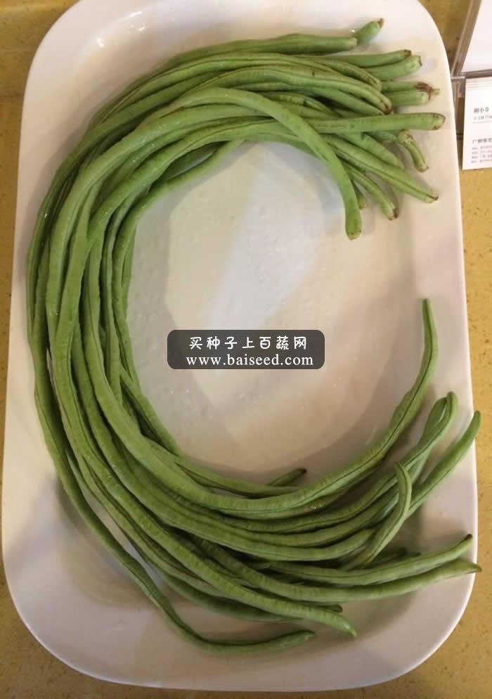 广州阳兴 秀田长丰全能油白小籽长豆角种子(200克装)/豆荚顺直/耐贮运