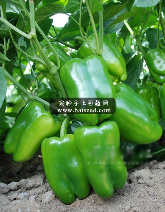 北京中蔬 中椒105号甜椒种子 中国农科院出品 产量极高 抗性好 甜椒种子 10g