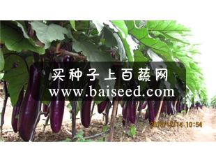 广州农达 长丰二号红茄种子 瓜形优美 抗病性好 占湛江紫红茄市场的70% 茄子种子 8克装