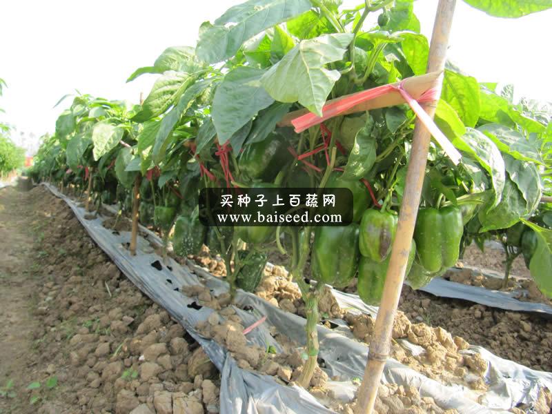 北京中蔬 中椒105号甜椒种子 中国农科院出品 产量极高 抗性好 甜椒种子 10g