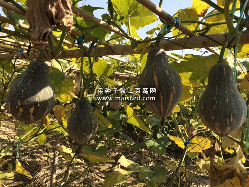 广州卓艺 香芋南瓜种子 农科院老专家选育 香味特浓 肉质致密 味香 适宜出口 南瓜种子 100粒