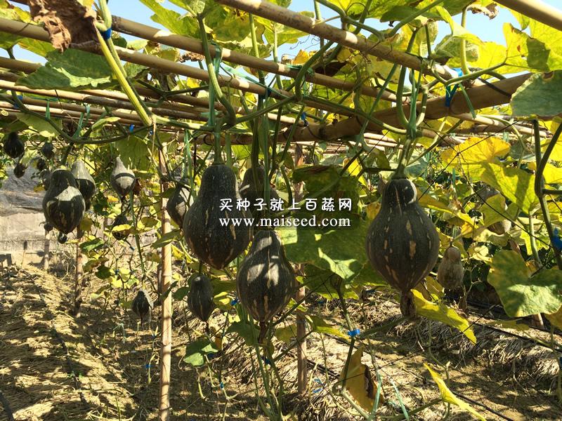 广州卓艺 香芋南瓜种子 农科院老专家选育 香味特浓 肉质致密 味香 适宜出口 南瓜种子 100粒