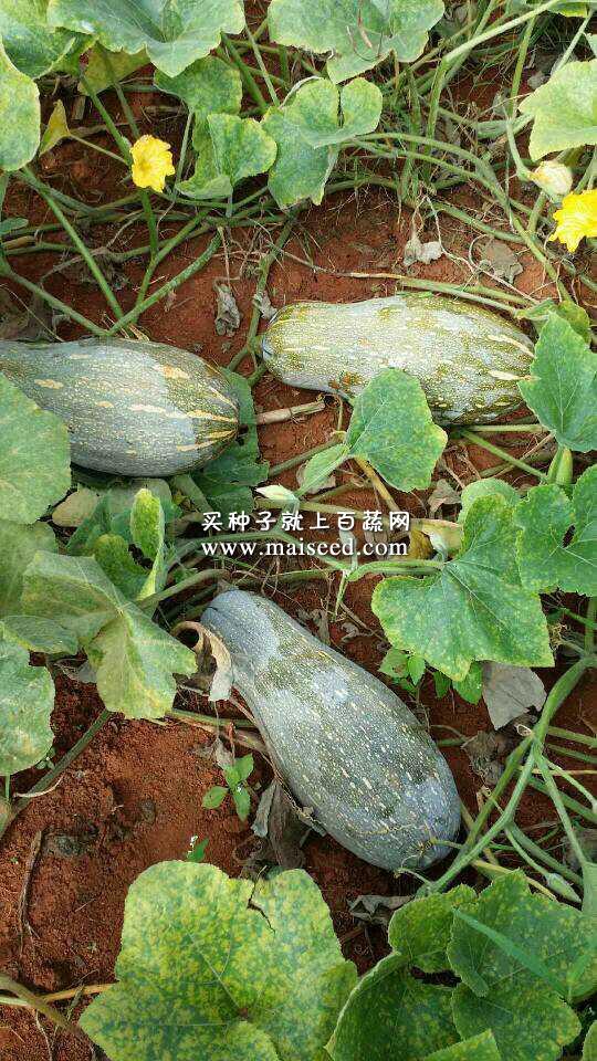 广州金旺 南瓜王种子 最好蜜本南瓜种子 肉厚 耐贮运 南瓜种子 50克罐装