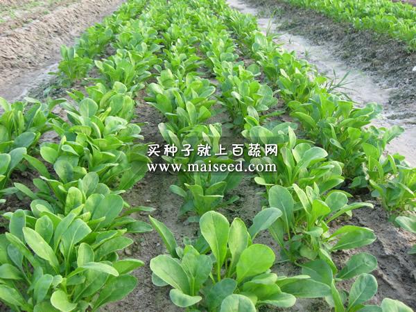 广州广联 萝卜青菜苗种子 早生 叶片鲜绿色 品质鲜嫩 萝卜青菜苗种子 400克