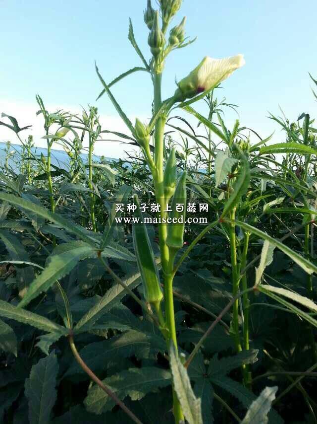 广州祥胜 绿星黄秋葵种子 坐果节位低 连续坐果性好 秋葵种子 20克