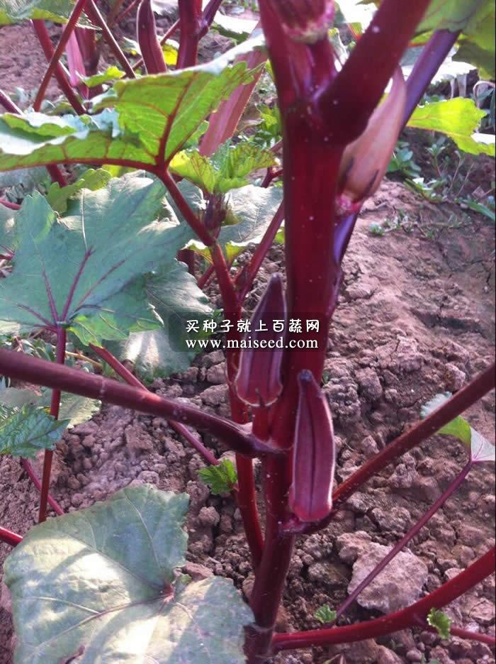 武汉蔬菜所红箭秋葵种子 果实外皮红色 亩产量2000kg 武汉蔬菜所出品 秋葵种子 10克装