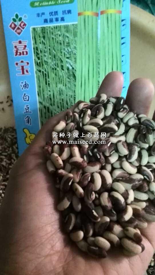 广州卓艺 嘉宝油白豆角种子 抗病 商品率高 高产 白豆角种子 400克装